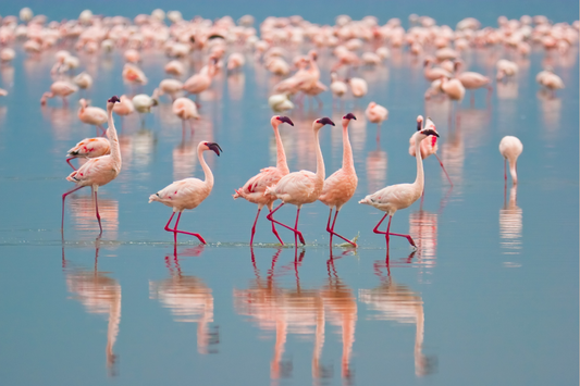 A vibrant gathering of pink flamingos gracefully traversing shallow waters.