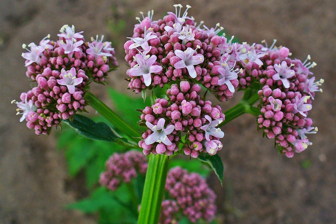 Valerian Flower – Medicinal Benefits for Women's Menopause, Hot Flashes, Anxiety, and Stress Relief.