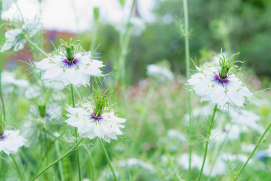 Passion Flower – Enhancing Restful Sleep and Easing Nighttime Anxiety.