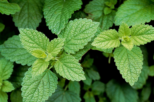 Lemon Balm – Enhancing Sleep Quality in Women by Extending Deep Sleep Duration and Reducing Time to Fall Asleep.