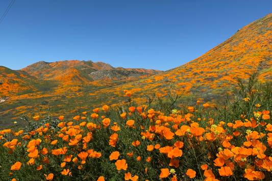 Valley of California Poppy Seeds – Positive Impact on Sleep Quality and Potential Mood-Boosting Benefits in Women.