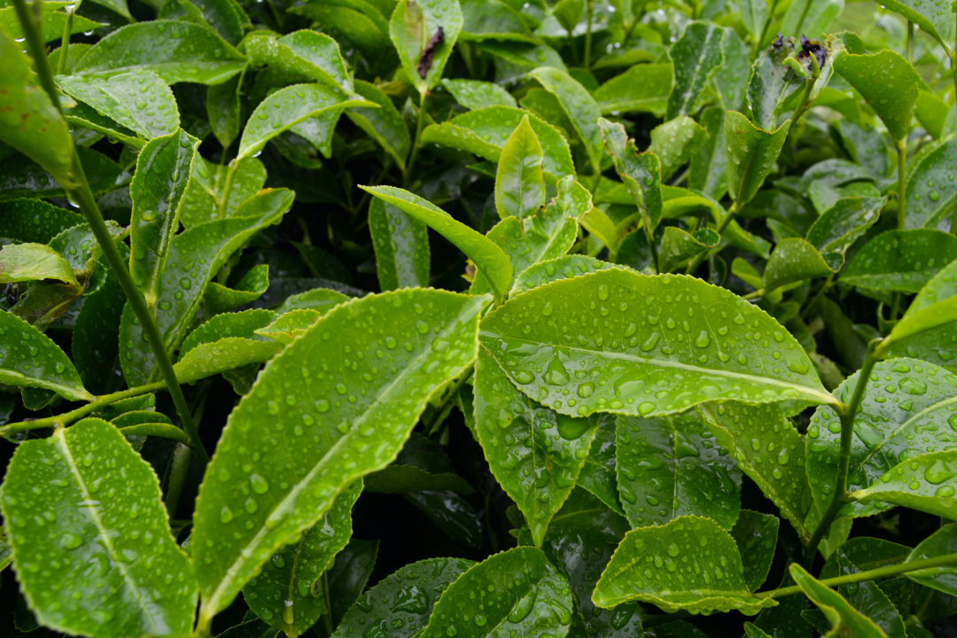 Tea Plant Leaves Abundant in L-Theanine – Beneficial for Women's Well-Being.
