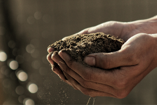 Handful of Soil – Nature's Source of Vitamin B12 Found in Soil Bacteria.