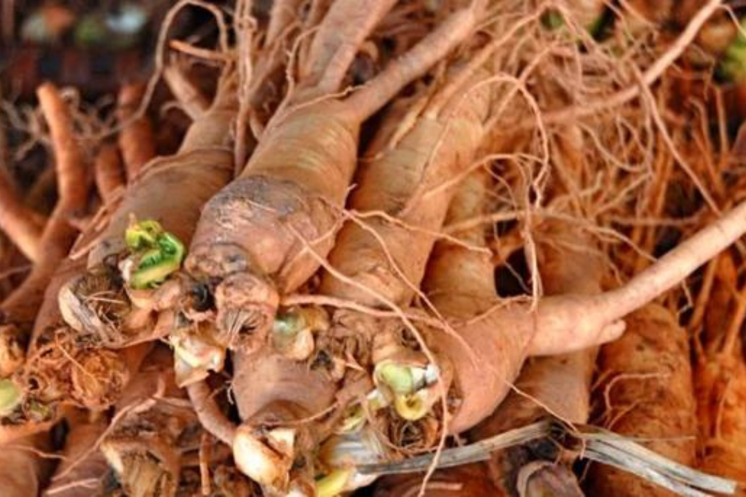 Eleuthero Root , known for its potential adaptogenic effects, meaning it may help the body better cope with stress and promote overall well-being.