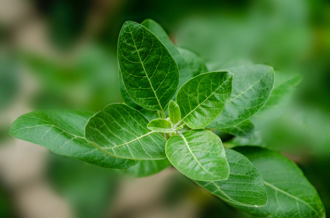 Close-Up of Ashwagandha Plant.
